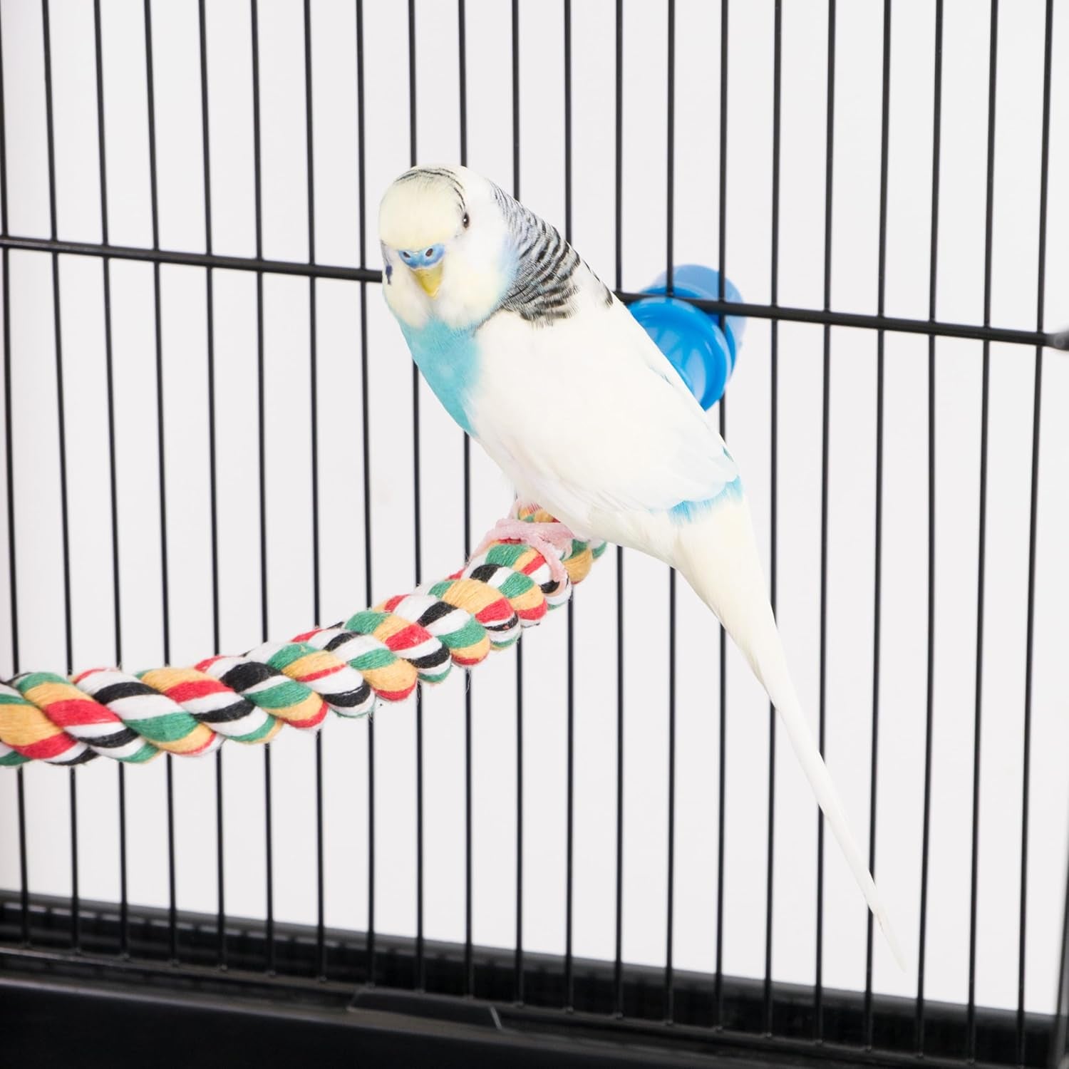 Transform Your Bird's Habitat with the Vibrant 21" Flexible Rope Perch – Perfect for Small and Medium Birds!